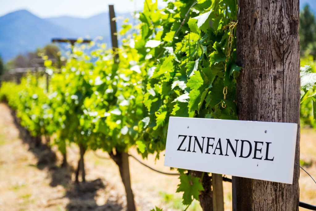 zinfandel